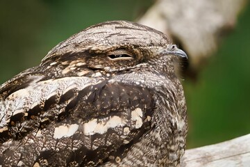 Wall Mural - Close-up shot of a camouflaged nightjar bird resting on a tree branch against blur background