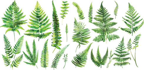 fern watercolor clipart