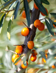 Canvas Print - Ripe sea buckthorn on a tree in summer. Macro