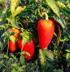 Wall Mural - Red bell pepper growing in the garden