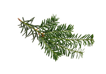 green branch of coniferous tree (yew) isolated on white background. design element for creating holi