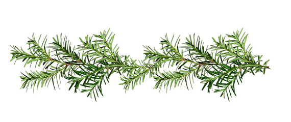 Wall Mural - christmas garland made of conifer branches. green yew branches isolated on a white background. desig