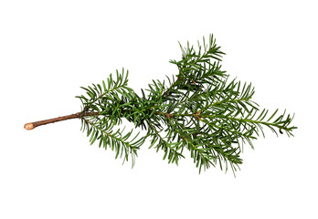Wall Mural - green branch of coniferous tree (yew) isolated on white background. design element for creating holi