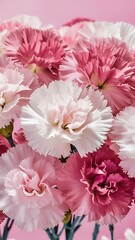 Wall Mural - Beautiful pink and white carnation flowers on a pink pastel background