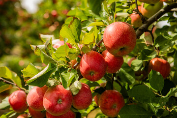 Wall Mural - Ripe Red Apples on Tree Branches in Orchard Under Sunlight with Green Leaves and Blurred Background of Fruit Trees and Path