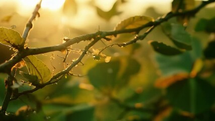 Poster - A closer look reveals an intricate network of branches and vines each one a vital part of this flourishing ecosystem.