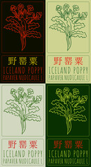 Wall Mural - Set of vector drawing ICELAND POPPY in Chinese in various colors. Hand drawn illustration. The Latin name is PAPAVER NUDICAULE L.
