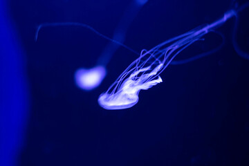 jelly fish in the aquarium