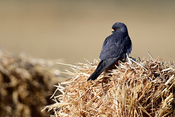 Canvas Print - Rotfußfalke - Männchen sitzt auf einem Strohballen // Red-footed falcon - male sitting on a straw bale (Falco vespertinus)