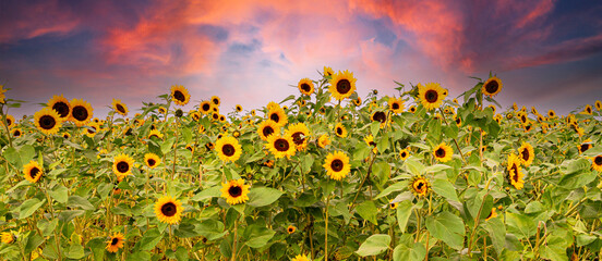 Sticker - Yellow blooming summer sunflower field and sunset sky