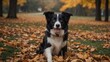 Puppy Border Collie Engaging with Fall Leave