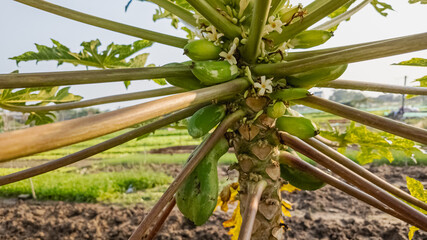 Close-up image of a papaya tree with green fruits and flowers in a tropical farm, symbolizing sustainable agriculture and growth