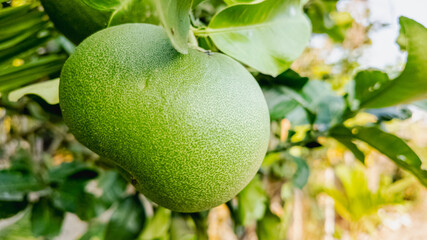 Close-up of a green pomelo fruit on a tree branch, symbolizing tropical agriculture and organic farming harvest season