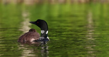 Wall Mural - Common Loon in Maine at Sunrise