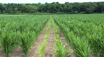 Wall Mural - Young corn grows on the farmer's field.