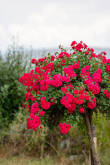 Poster - red roses in the garden