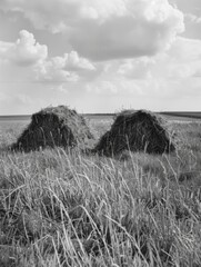 Wall Mural - Hay Bales in Field