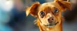 © Premium_art - Close-up of a playful, furry dog with vibrant ears against blurred background.