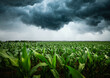 © Leonid Tit - Dangerous and dark ominous clouds before a hurricane over a corn field.