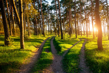 Wall Mural - A magical forest in the evening sunlight and a path leading through the pines.