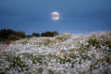 Wall Mural - A glowing full moon rises in the twilight sky over on a rustic field with flowers.