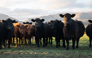 Group of young black and brown steers in the meadow and mountains