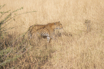 Wall Mural - Africa wildlife. Panthera leopard, Panthera pardus, levhart, predator native Africa, Botswana. Wildlife, typical environment of leopard subspecies. On the rock. National park Moremi, Okavango, Kwai.
