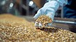 © PondLord - Wearing gloves, an Agricultural Inspector collects samples of grain from a storage facility, ensuring compliance with safety standards.