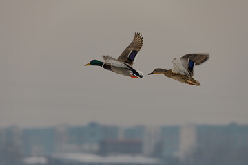 birds flying in the sky