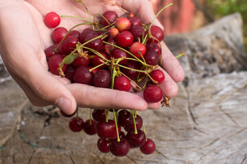 Canvas Print - Ripe cherry