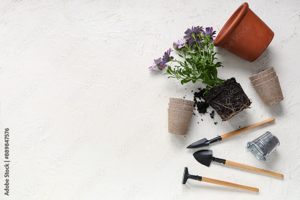 Transplanting blooming plant with gardening tools on white background. Top view