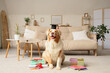© Pixel-Shot - Cute Australian Shepherd dog in mortar board with diploma, books and calculator sitting on carpet at home