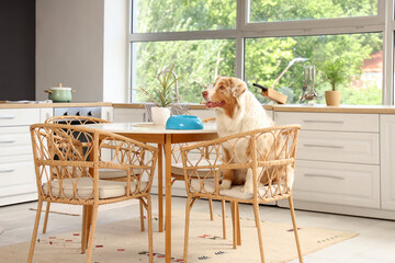 Canvas Print - Cute Australian Shepherd dog with empty food bowl sitting at table in kitchen