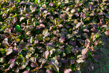 Wall Mural - Closeup of red leafy mustard plantation in organic vegetable farm. Harvest time