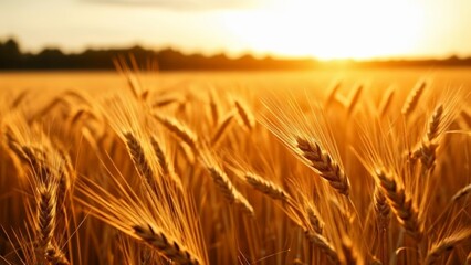 Poster -  Golden Harvest  A field of ripe wheat under the sun