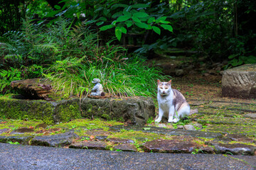 Wall Mural - 境内を守る美しい三毛猫。
河童のお寺としての由来がある栖足寺（せいそくじ）。
700年の歴史がある。
苔むした境内は趣がある。
初夏には紫陽花を利用した花手水が人気。
市民に広く親しまれていて、拝観料等は必要なく、無料で観覧できる。

日本国静岡県伊豆半島賀茂郡河津町-2024年7月
