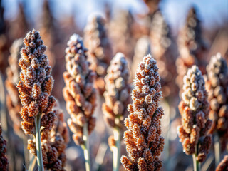 close up of grass, spring, tree, branch, flowers, blossom, garden, bud, blue, willow, flora, purple, summer, field, lavender