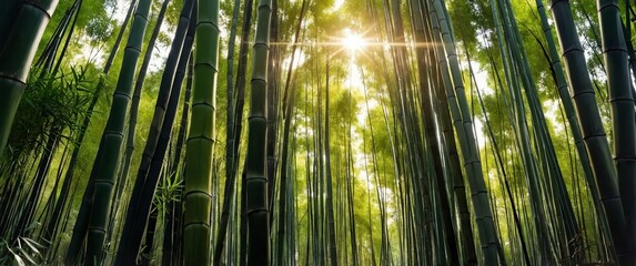 Wall Mural - bamboo forest sunlit wide angle landscape background for banner with copy space