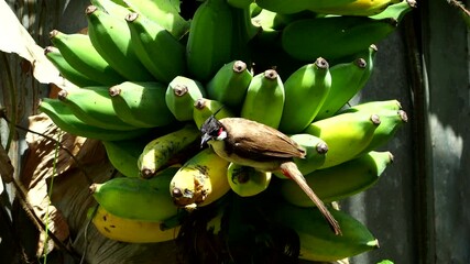 Sticker - A bird is eating banana on tree, out door Chiangmai Thailand.