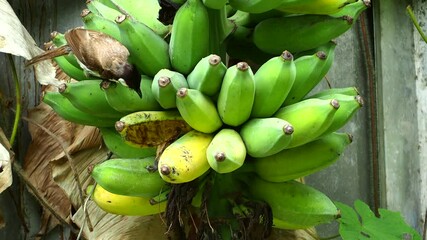 Sticker - A bird is eating banana on tree, out door Chiangmai Thailand.