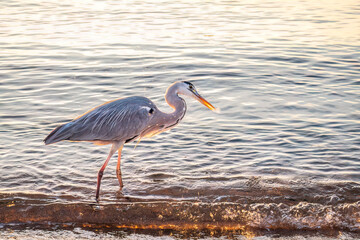 Wall Mural - A heron hunting in the sea. Grey heron on the hunt