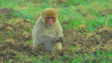 Rhesus macaques are Old World monkeys known for their reddish-brown fur and distinctive faces, inhabiting diverse habitats across South and Southeast Asia.