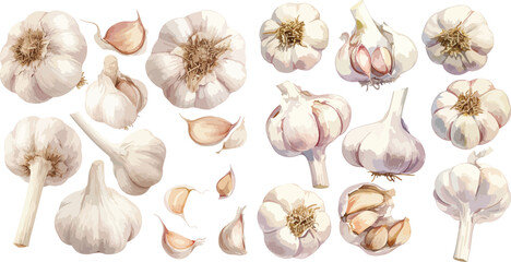 Canvas Print - garlic watercolor clipart