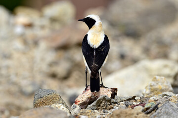 Poster - Balkansteinschmätzer // Eastern Black-eared Wheatear (Oenanthe melanoleuca) - Milos, Greece