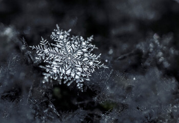 macro shot of a snowflake