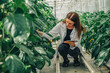 © SeniaDm - Bioengineer, scientist collects data for research on new variety pepper in greenhouse. Agricultural engineer, biologist in lab coat with tablet walks between rows of growing bell peppers in greenhouse