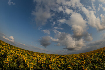 Wall Mural - a huge sunflower field