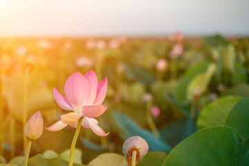 Wall Mural - Sunrise in the field of lotuses, Pink lotus Nelumbo nucifera sways in the wind. Against the background of their green leaves. Lotus field on the lake in natural environment.