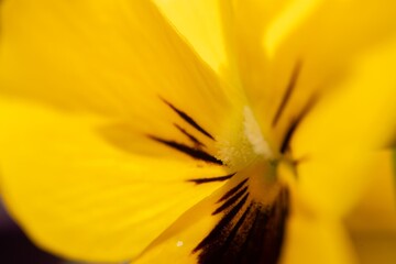 Yellow and purple summer flowers, viola, pansy in a hanging basket. Closeup macro. Summer garden