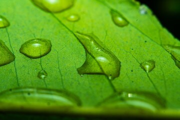 Wall Mural - Close up macro rain drops on green leaf, water and water and nature background concept. photo green texture leaves design material.